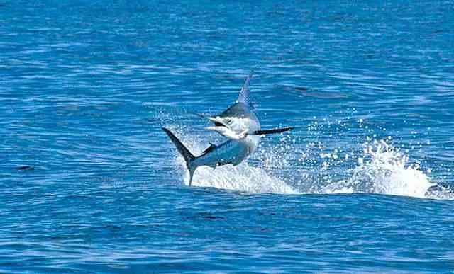Pesca deportiva (Cabo San Lucas)