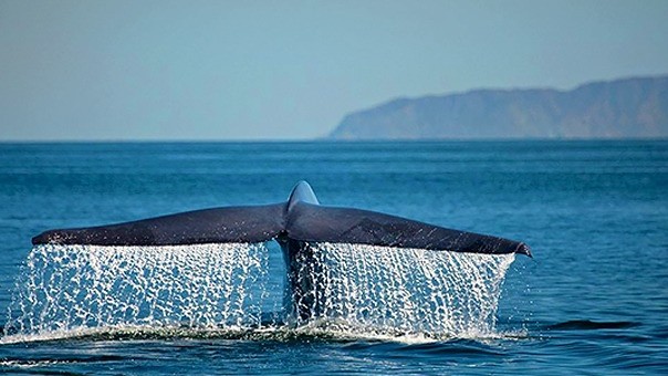 Avistamiento de Ballenas