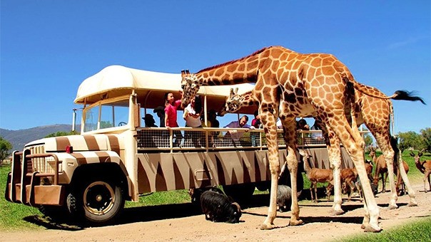 Reino Animal