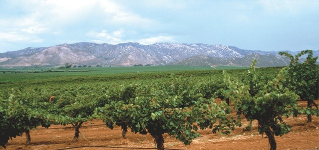 imagen Cultivo de vid en Valle de Guadalupe,Baja California