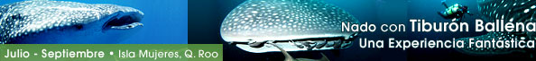 Nado Tiburon Ballena Isla Mujeres Mexico