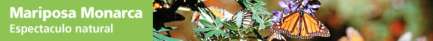 Mariposas Monarca