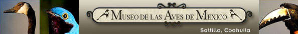 Museo de las Aves de Mexico