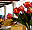 HOTEL ANTARISUITE VALLE LUXOR HOTELS, Monterrey