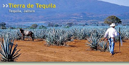 Tierra de Tequila - Tequila, Jalisco