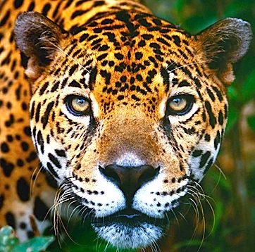 Calakmul