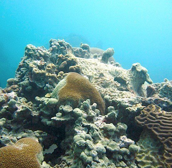 Reef System Lobos - Tuxpan