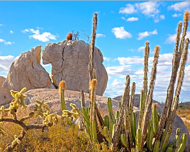 Valle de los Cirios