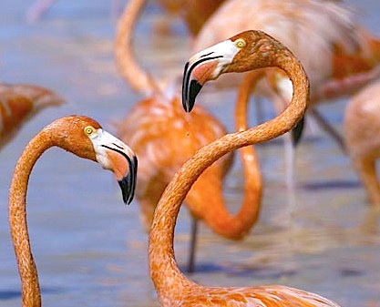 Los Petenes
