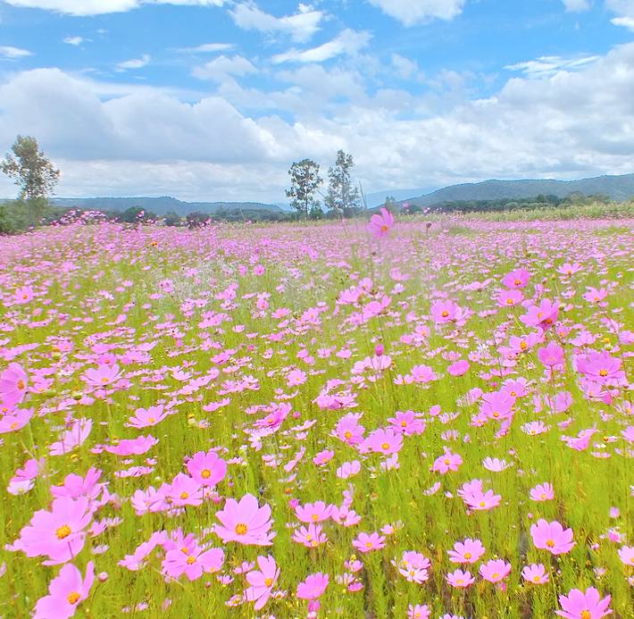 La Primavera