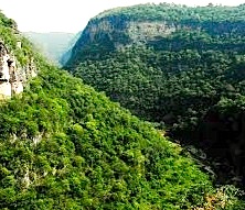 Selva del Ocote