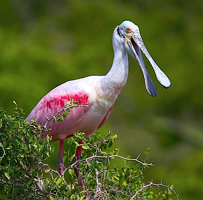 Laguna Madre y Delta del Río Bravo