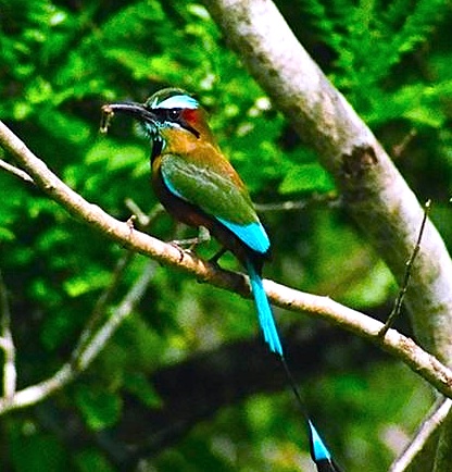 Bala'an K'aan