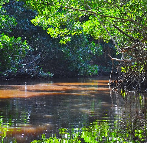 Manglares de Nichupté