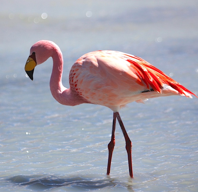 Santuario de Flamingos Rosados