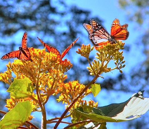 Mariposa Monarca