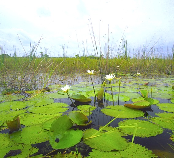 Reserve Centla Swamp