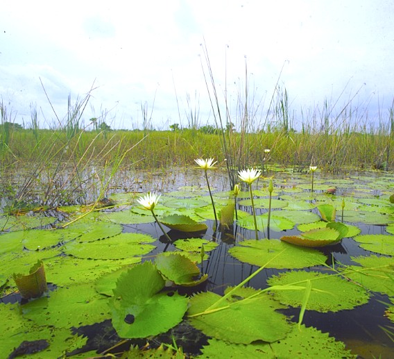 Pantanos de Centla