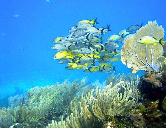 Arrecifes de Cozumel