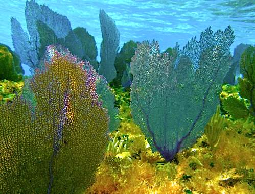 Puerto Morelos Reefs