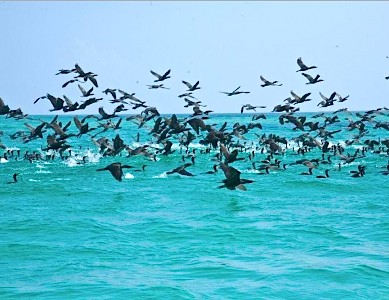 Isla Contoy