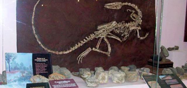 Museo de Paleontología, Ciudad Delicias