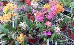 Qué hacer en Orquídeas Río Verde, Temascaltepec