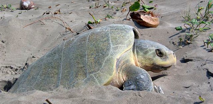 Release of Turtles ⭐ Tecolutla, Veracruz ✈ Experts in Mexico
