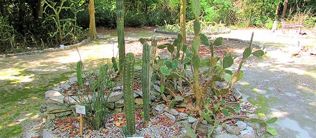 Jardín Botánico Dr. Alfredo Barrera Marín, Puerto Morelos