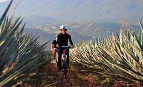 What to do in El Arenal, Tequila