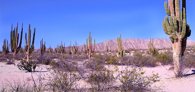 Valley of the Giants (cactuses)