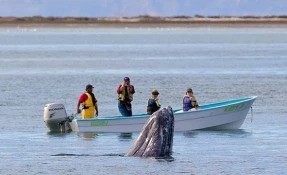Things to do in Laguna de San Ignacio