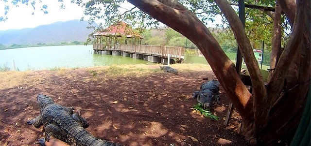 Qué hacer en Cocodrilario, Tecomán