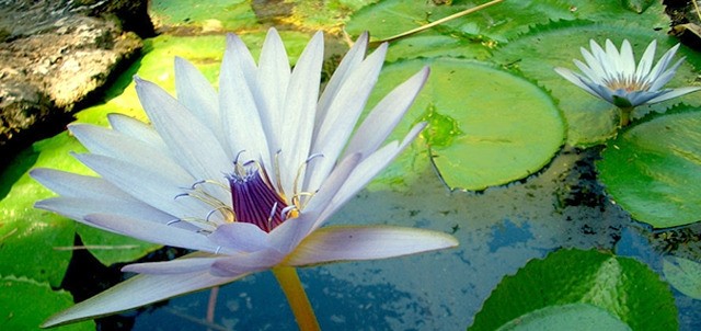 Jardín Botánico Xmuch Haltun, Campeche