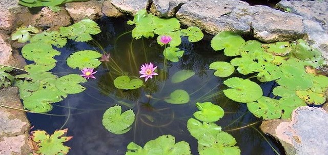 Jardín Botánico Xmuch Haltun, Campeche