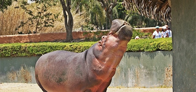 Zoológico de Guadalajara, Guadalajara