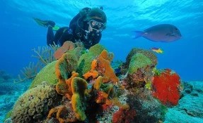 Qué hacer en Parque Nacional Arrecifes de Cozumel