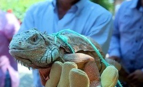 Qué hacer en Iguanario, Juchitán de Zaragoza