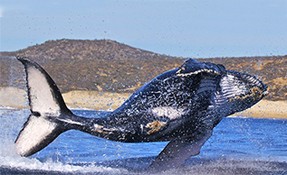 Qué hacer en Avistamiento de Ballenas, Guerrero Negro