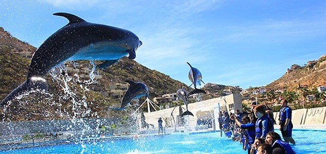 Nado con Delfines, Los Cabos