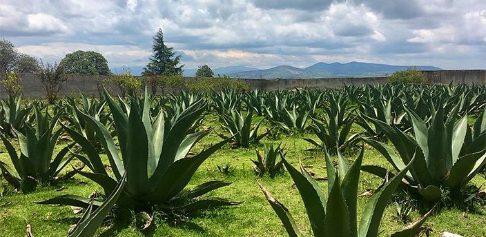 Santuario de las Luciérnagas, lo mejor que hacer en Nanacamilpa, Tlaxcala |  ZonaTuristica