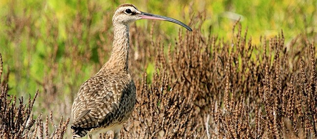 Reserva de la Biósfera de Ría Lagartos, Río Lagartos