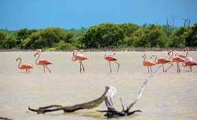 Qué hacer en Reserva de la Biósfera de Ría Lagartos, Río Lagartos