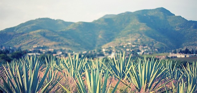 Ruta del Mezcal, San Luis Potosí