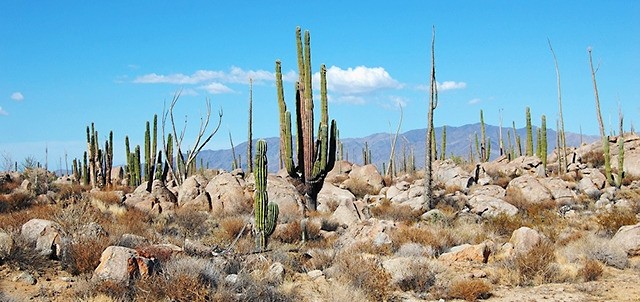 Valle de los Cirios, Cataviña