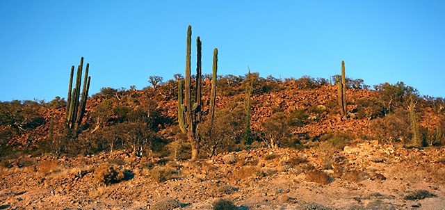 Valle de los Cirios, Cataviña