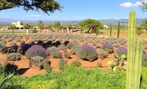 Qué hacer en Rancho de la Lavanda, Mineral de Pozos