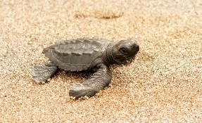 Qué hacer en Liberación de Tortugas, La Pesca
