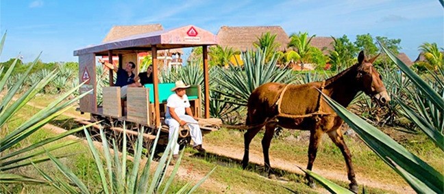 Tour del Henequén, lo mejor que hacer en Haciendas de Yucatán, Yucatán |  ZonaTuristica