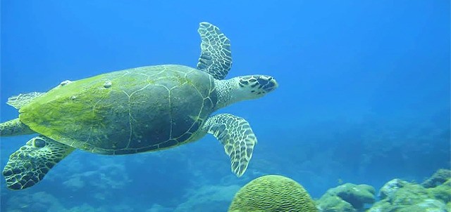 Arrecifes, Tuxpam